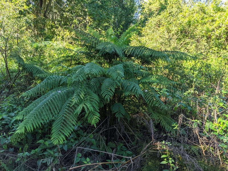 Pteris tripartita, photographed by Alison Northup