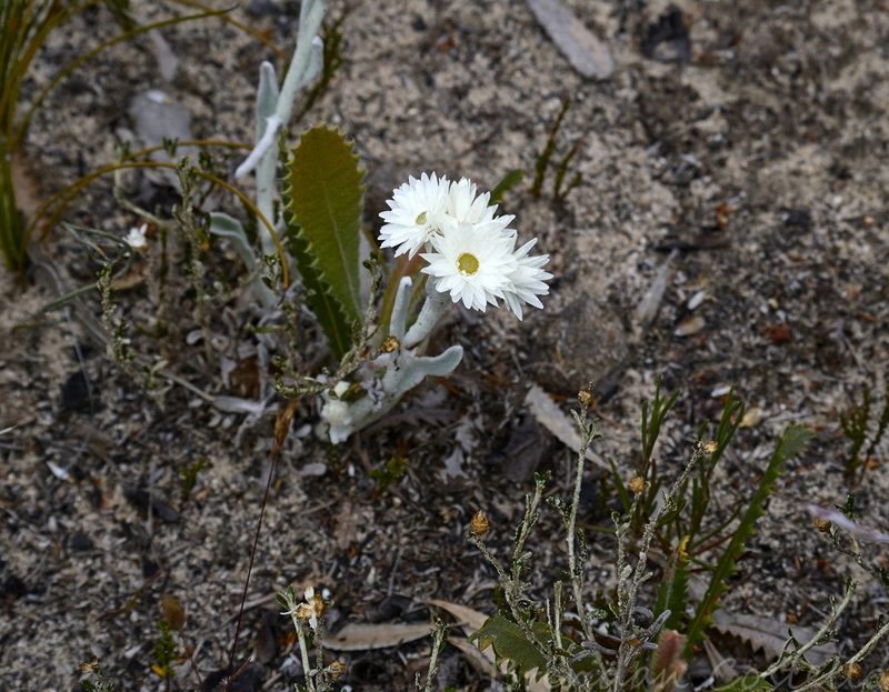 Argentipallium blandowskianum, photographed by Brendan Costello