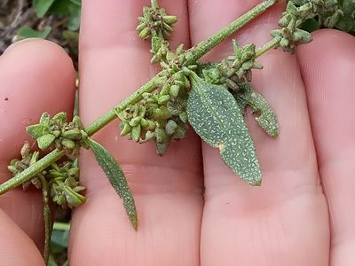 Atriplex patula, photographed by Karim Haddad