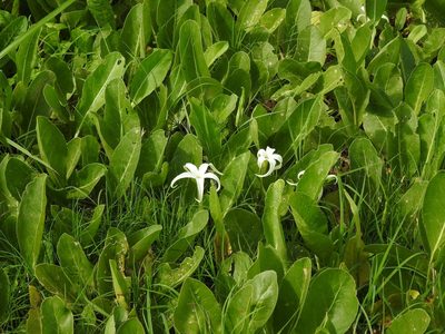 Jaborosa integrifolia, photographed by Eduardo Luis Beltrocco
