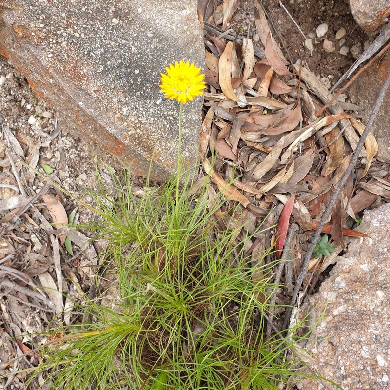 Leucochrysum graminifolium, photographed by Shelomi Doyle