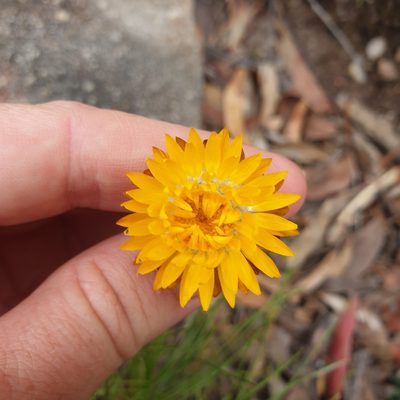 Leucochrysum graminifolium, photographed by Shelomi Doyle