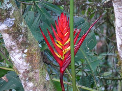 Heliconia adflexa, photographed by Andy Jordan