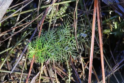 Proserpinaca pectinata, photographed by Lauren McLaurin