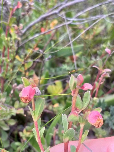 Hermannia ternifolia, photographed by kevin koen