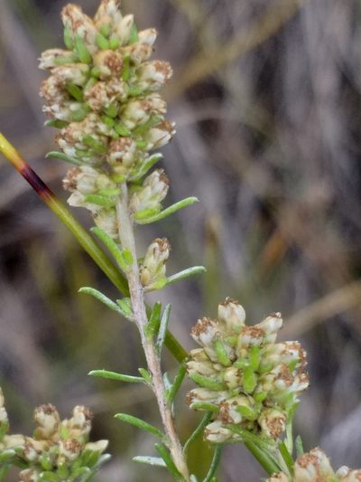 Ifloga repens, photographed by kevin koen