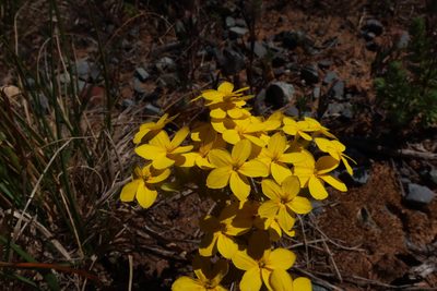 Sebaea exacoides, photographed by Diana Studer