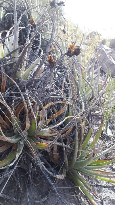 Deuterocohnia strobilifera, photographed by Andreas Schneider