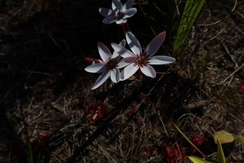 Geissorhiza ovata, photographed by Diana Studer