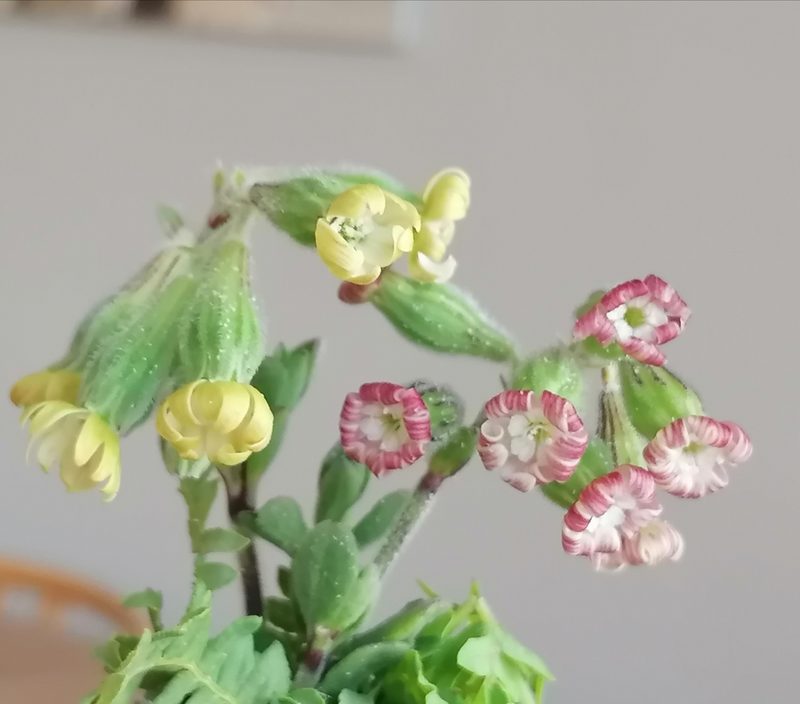 Silene crassifolia, photographed by flamelily
