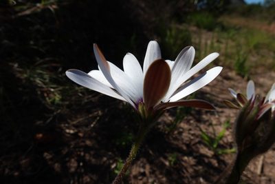 Dimorphotheca nudicaulis, photographed by Diana Studer