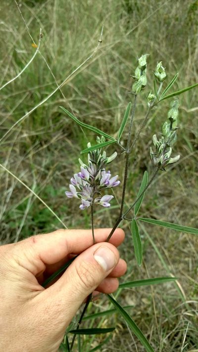 Pediomelum cyphocalyx, photographed by Cleveland Powell