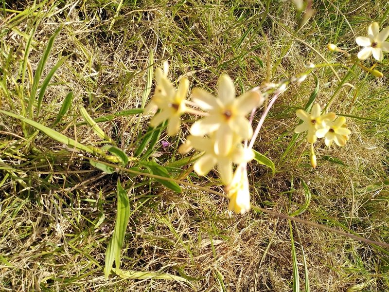 Ixia paniculata, photographed by melda