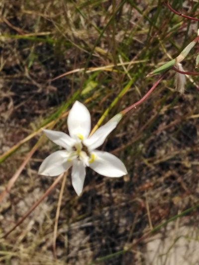 Moraea viscaria, photographed by melda