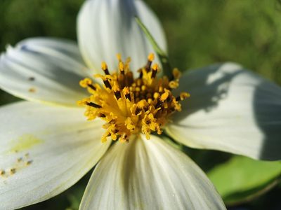 Bidens aurea, photographed by João Valença
