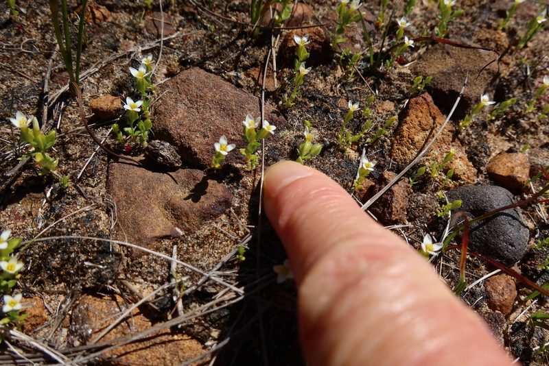 Sebaea minutiflora, photographed by Diana Studer