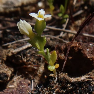 Sebaea minutiflora, photographed by Diana Studer