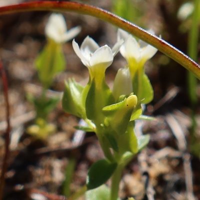 Sebaea minutiflora, photographed by Diana Studer