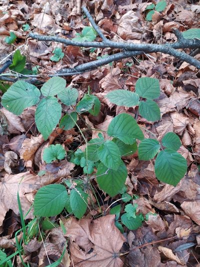Rubus hirtus, photographed by Alisa Vasilkova