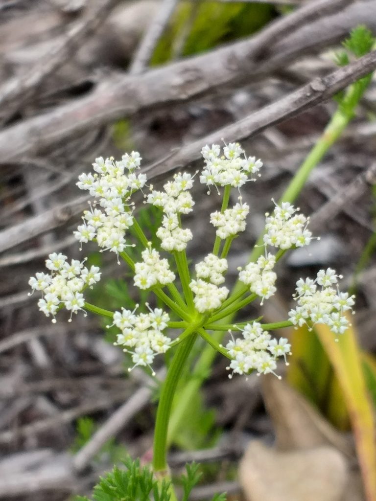 Dasispermum grandicarpum, photographed by kevin koen