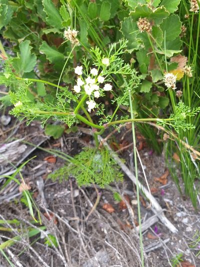 Dasispermum grandicarpum, photographed by kevin koen
