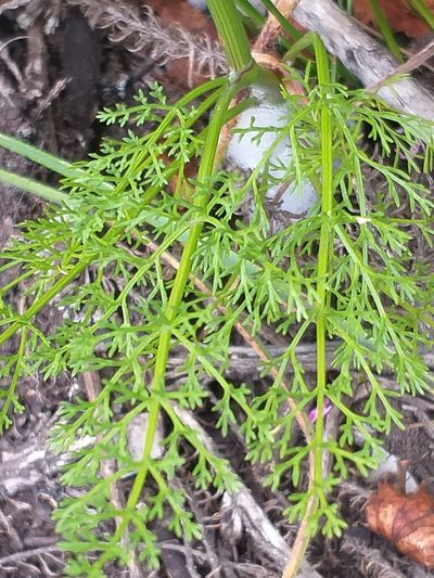 Dasispermum grandicarpum, photographed by kevin koen