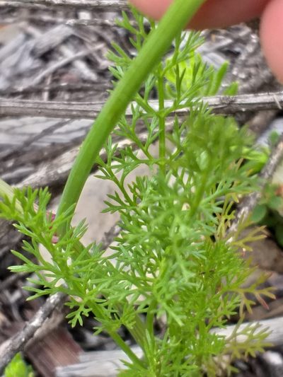 Dasispermum grandicarpum, photographed by kevin koen