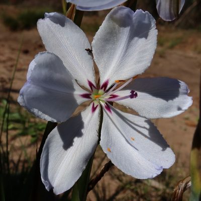 Aristea spiralis, photographed by Diana Studer