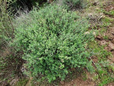 Teucrium bicolor, photographed by Cesar Ormazabal