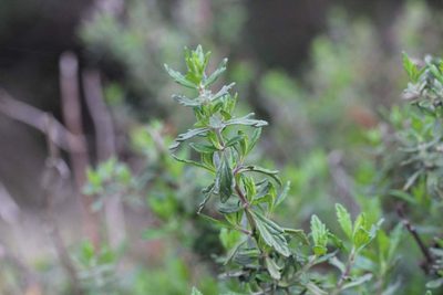 Teucrium bicolor, photographed by Cesar Ormazabal