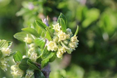 Trevoa quinquenervia, photographed by Cesar Ormazabal
