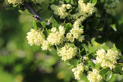 Trevoa quinquenervia, photographed by Cesar Ormazabal