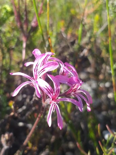 Pelargonium proliferum, photographed by kevin koen