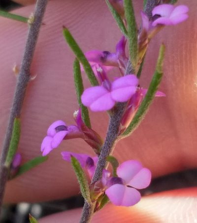 Muraltia filiformis, photographed by kevin koen