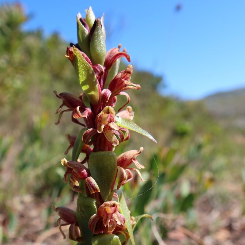Satyrium lupulinum, photographed by Diana Studer
