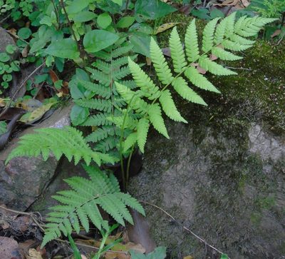Deparia petersenii, photographed by Daniel Dias