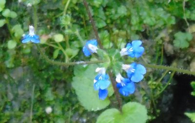 Salvia procurrens, photographed by Daniel Dias
