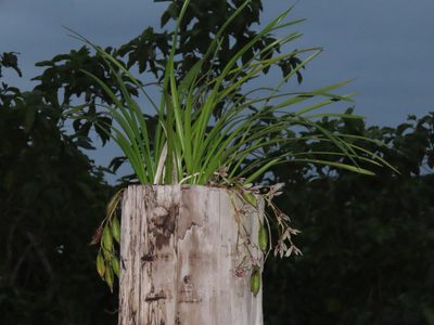 Cymbidium dayanum, photographed by chiuluan