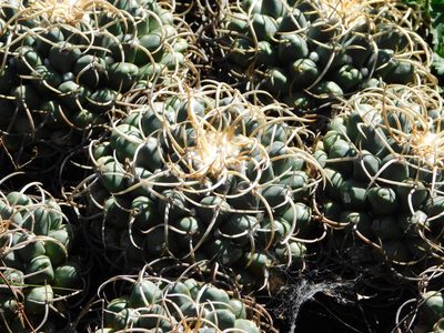 Mammillaria magnimamma, photographed by Jonathan Rodriguez