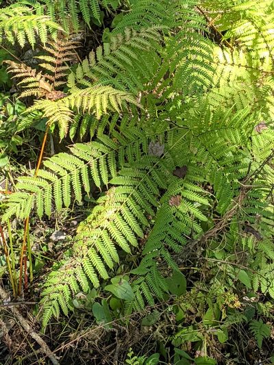 Pteris tripartita, photographed by Alison Northup