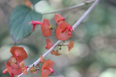 Holmskioldia sanguinea, photographed by Agnes Trekker