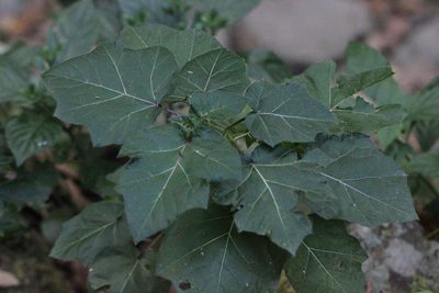 Solanum capsicoides, photographed by Agnes Trekker