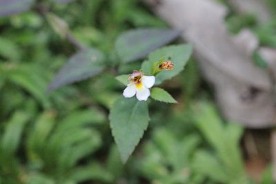 Torenia biniflora, photographed by Agnes Trekker