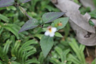 Torenia biniflora, photographed by Agnes Trekker