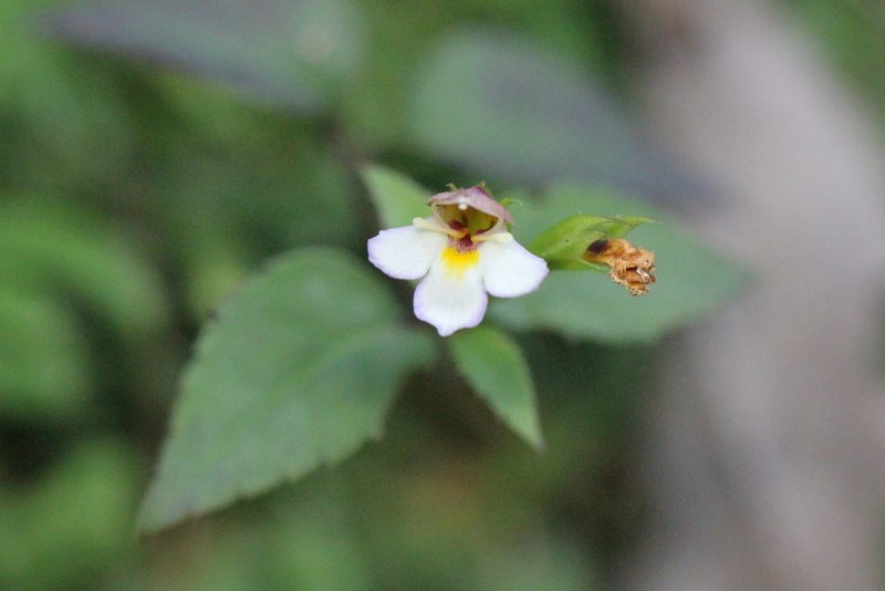 Torenia biniflora, photographed by Agnes Trekker