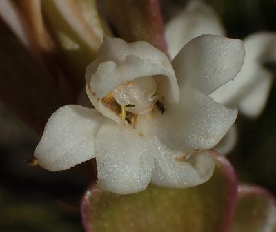 Satyrium acuminatum, photographed by Nicola van Berkel