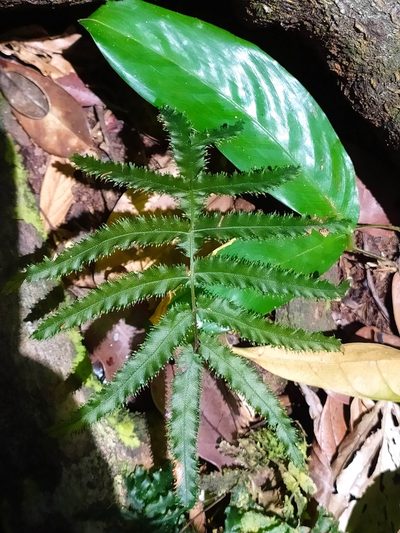 Trichomanes pinnatum, photographed by Guillaume Delaitre