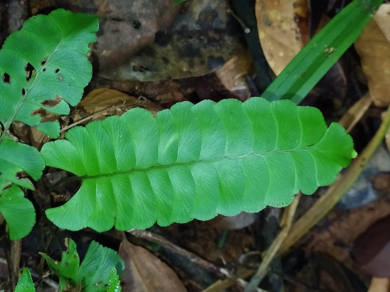 Lindsaea lancea, photographed by Guillaume Delaitre