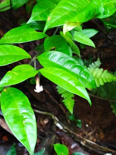 Palicourea oblonga, photographed by Guillaume Delaitre