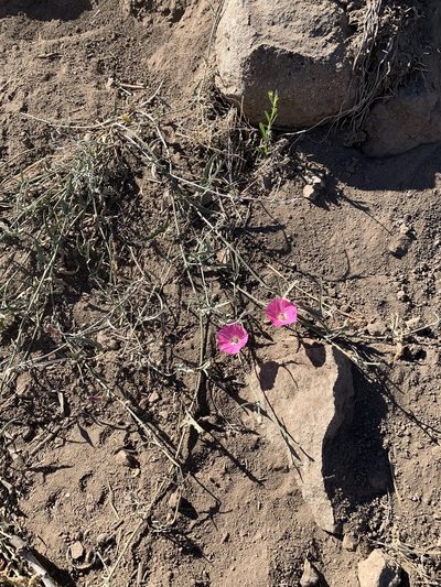 Convolvulus chilensis, photographed by nitsuga74